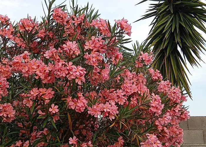 Апартаменты Ai 4 Gatti *